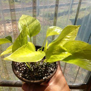 plant. neon pothos 4"pot